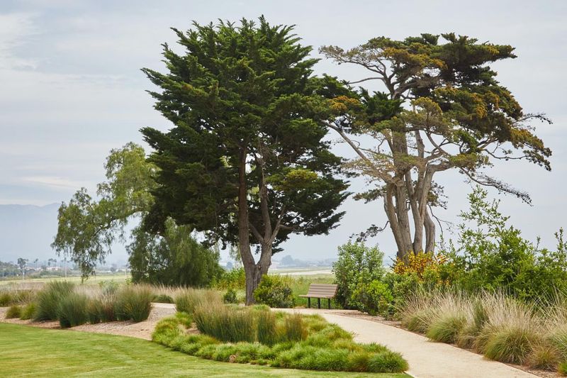 Majestic Monterey Pines