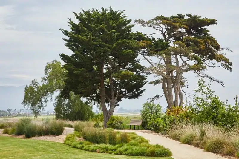 Majestic Monterey Pines