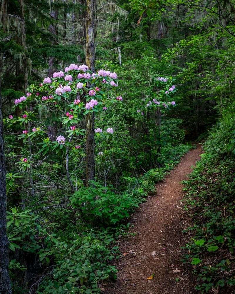 Coastal Forest and Rhododendrons in Olympic National Park, Washington