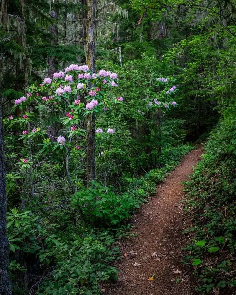 Coastal Forest and Rhododendrons in Olympic National Park, Washington