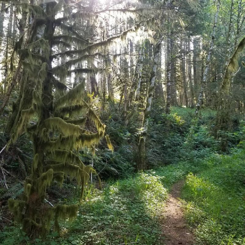 Cummins Creek Wilderness