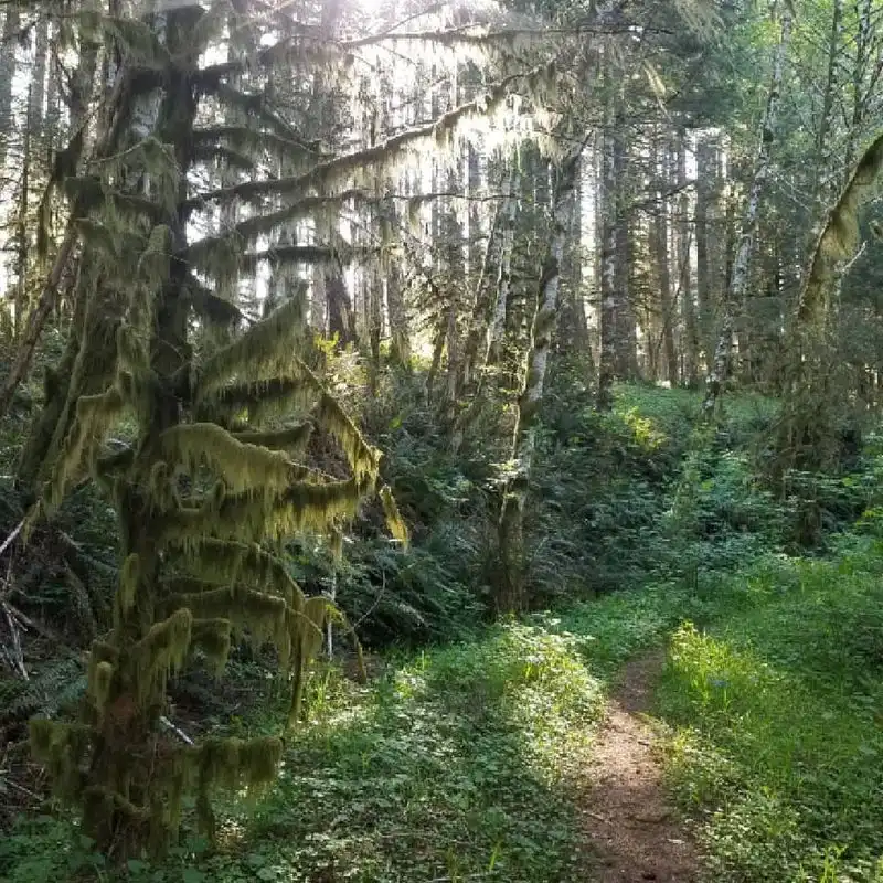 Cummins Creek Wilderness