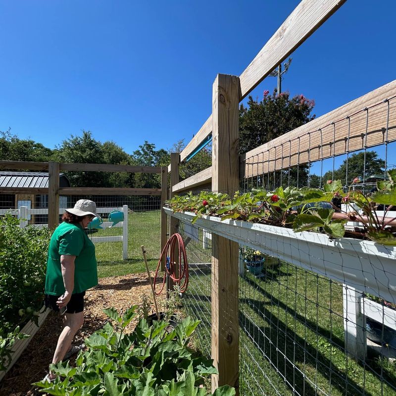 Switchgrass and Native Grasses in Sustainable Gardens