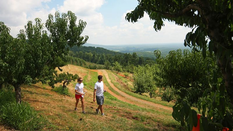 Carter Mountain Orchard
