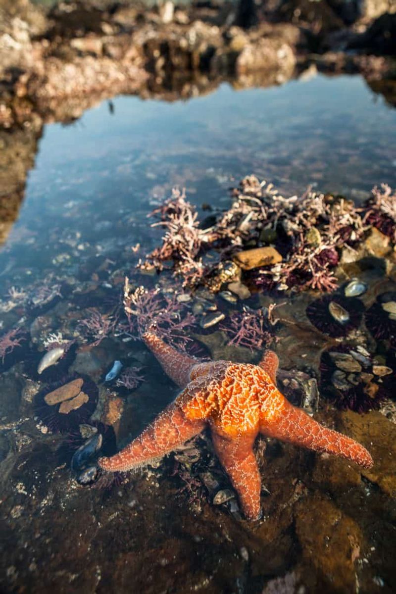Go Tidepooling at Second Beach