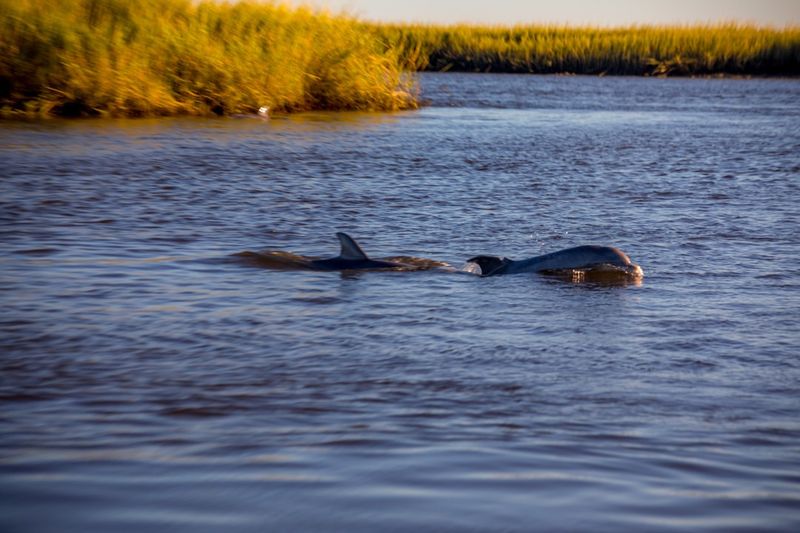 Dolphin Watching Tours