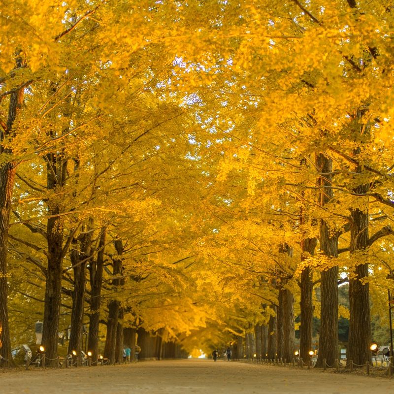 Ginkgo Trees – Watch Where You Step in Autumn