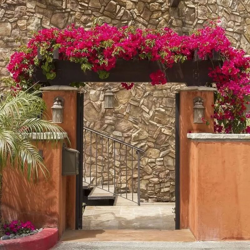 Bougainvillea Crawling Over Arches and Walls