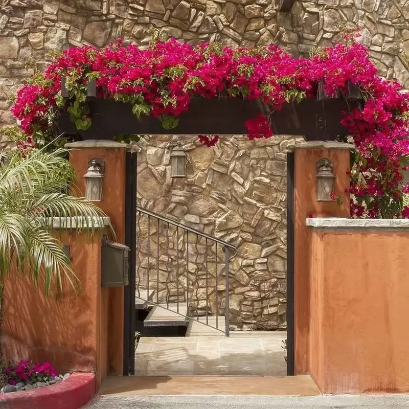 Bougainvillea Crawling Over Arches and Walls