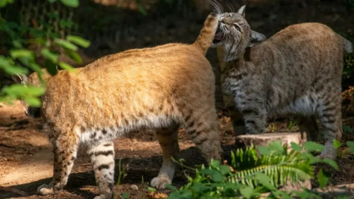 The 11 Unwritten Rules of Visiting the Pacific Northwest That Tourists Never Learn