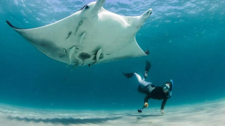 The 12 Best U.S. Destinations for Scuba Diving (And 4 That Might Disappoint)