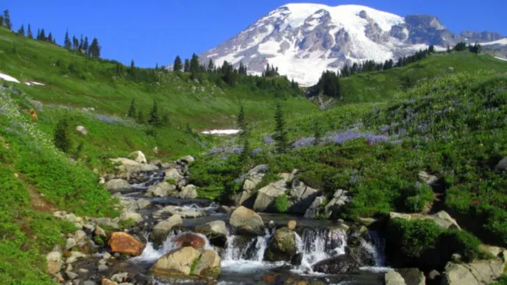 The 18 Most Beautiful Forests Around The US To Add To Your Travel List