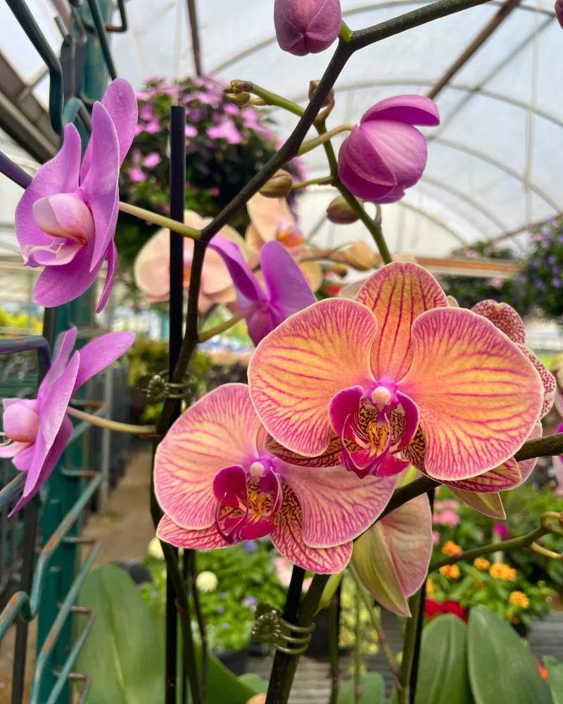 The Exotic Orchid Collector: Always Hunting Rare Finds