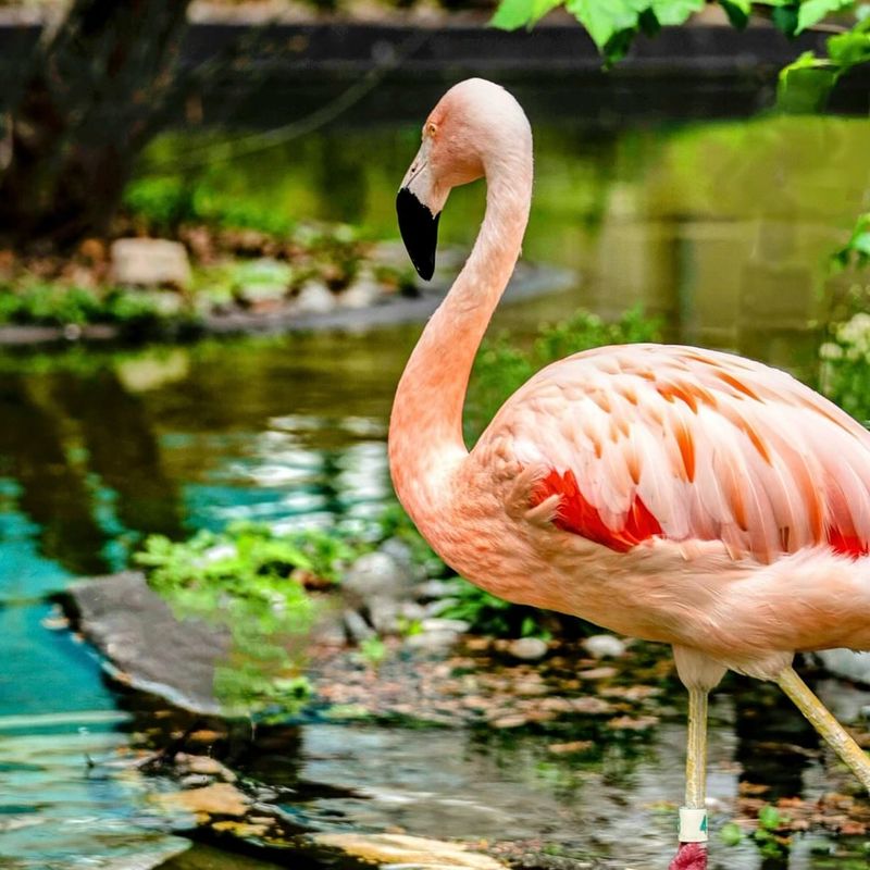 The Flamingo Habitat Is More About the Plants Than You Expect