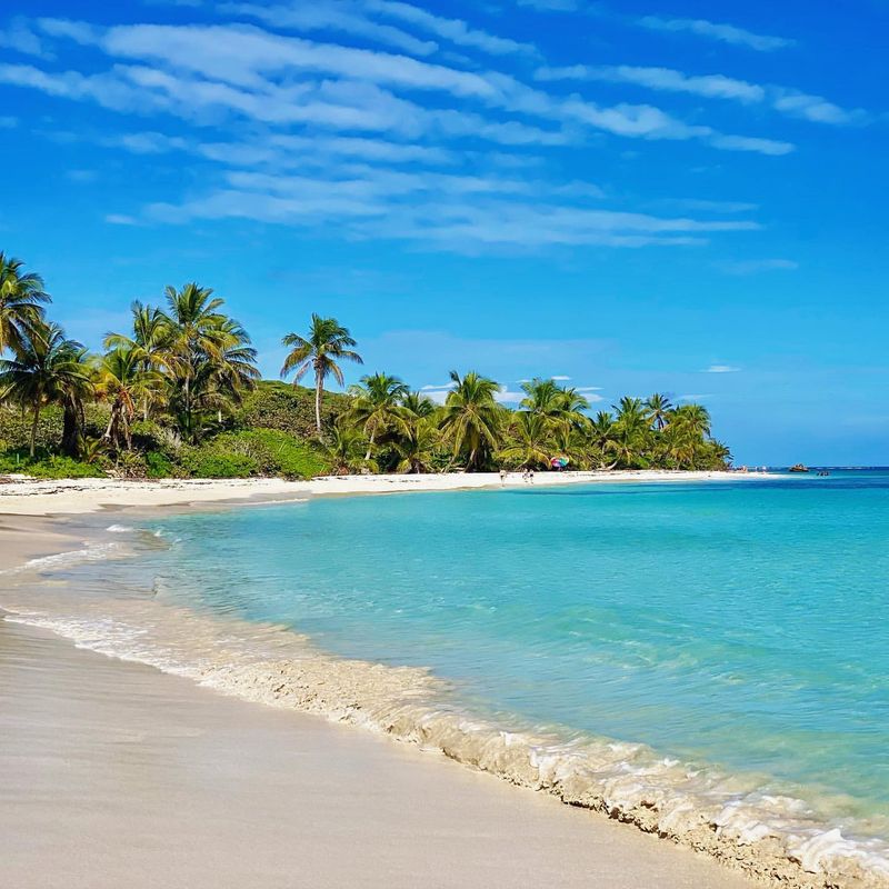 Coconut Palms Framing the Shore