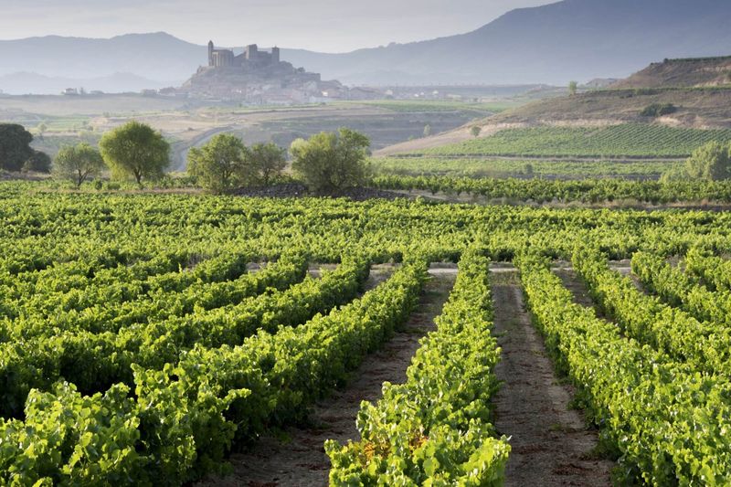 Exploring the Vineyards of La Rioja