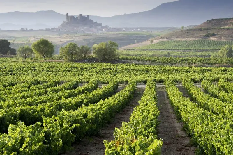 Exploring the Vineyards of La Rioja