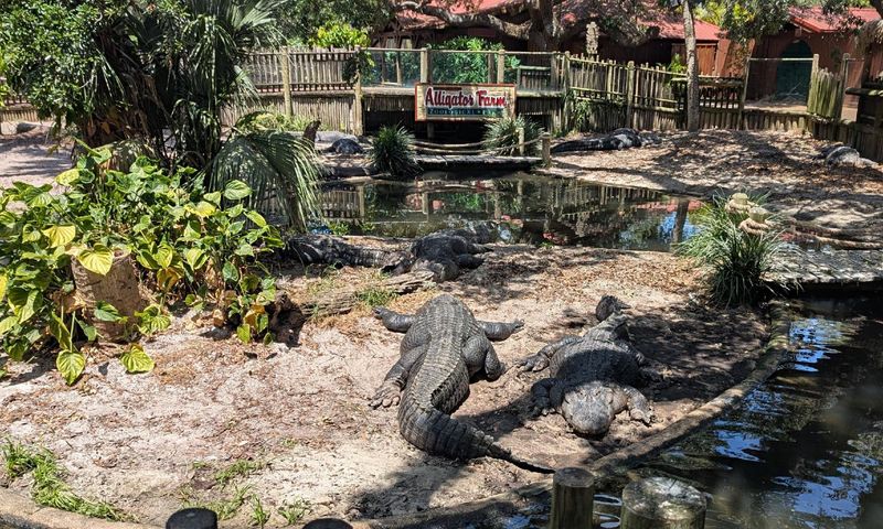 St. Augustine Alligator Farm Zoological Park