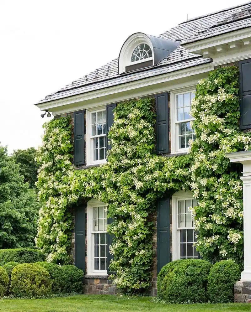 The Ivy Clinger: Loyal to Familiar Favorites