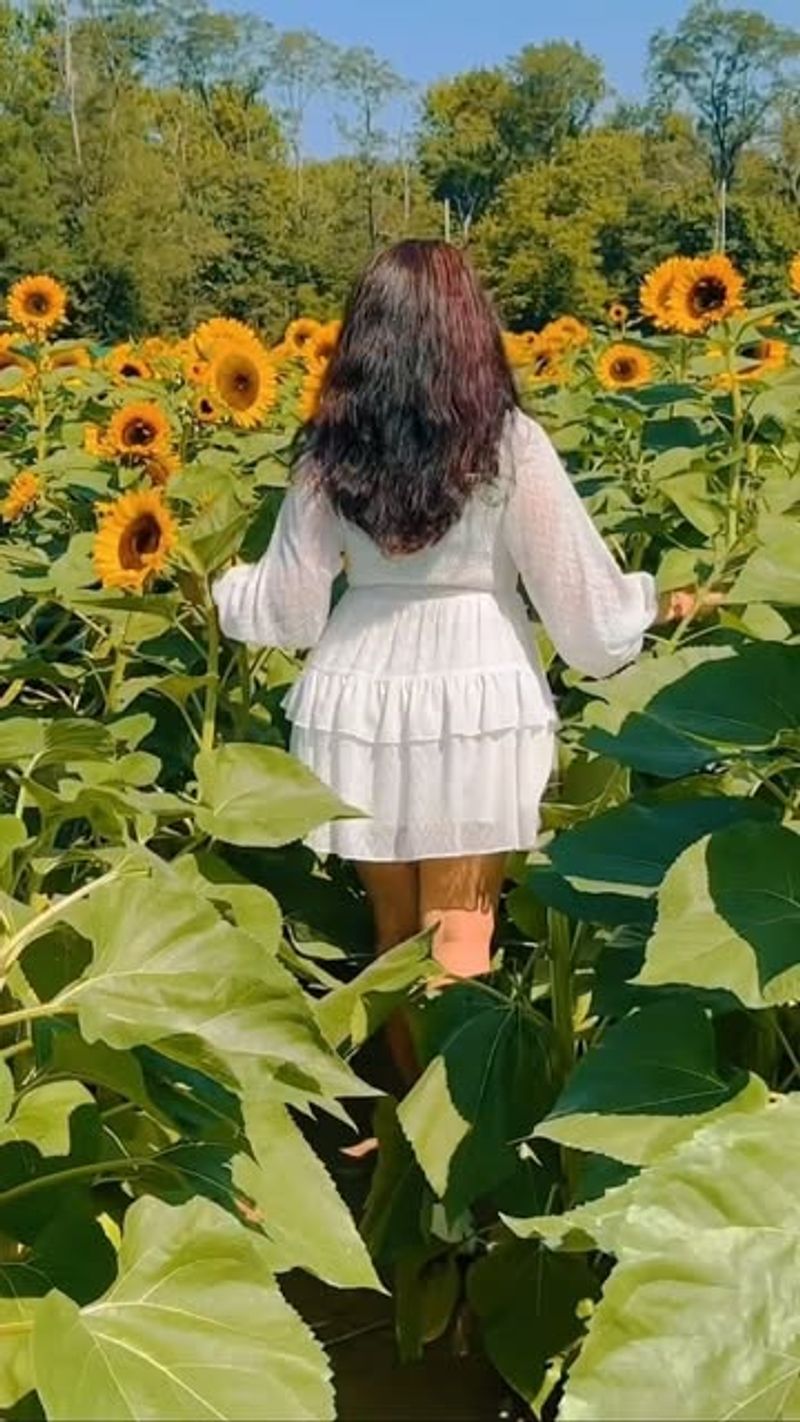 The Sunflower Seeker: Always Chasing the Spotlight