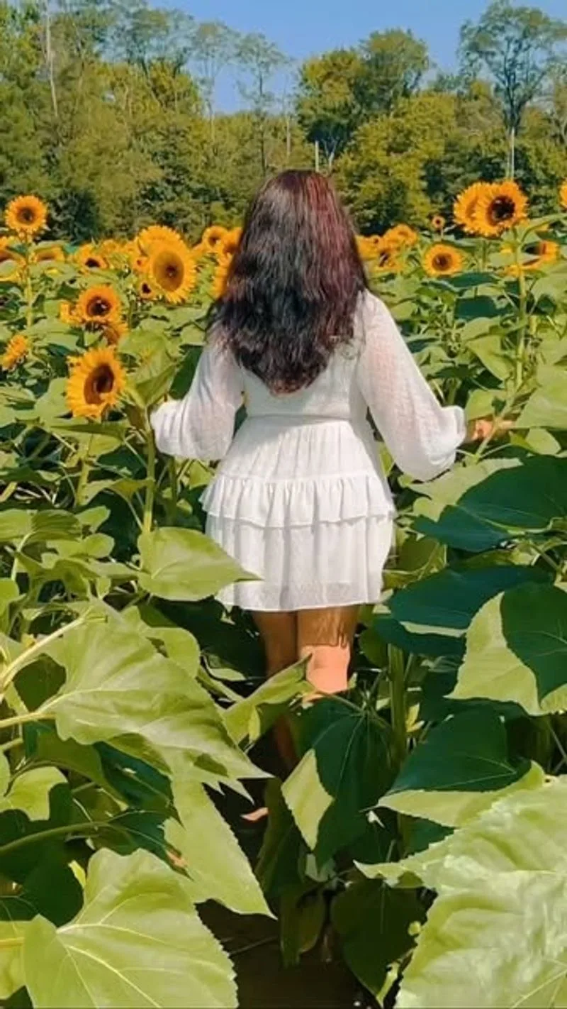 The Sunflower Seeker: Always Chasing the Spotlight