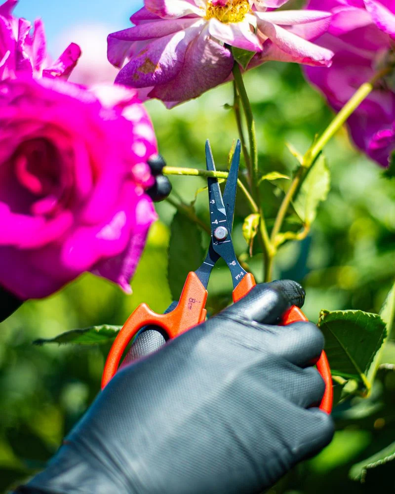 The Rose Pruner: Meticulous About Details