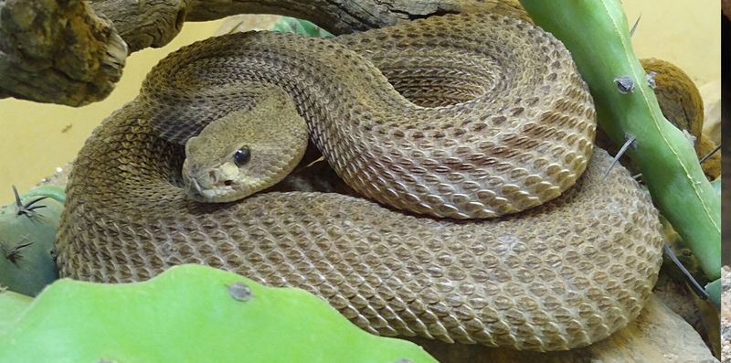 The Rattlesnake Museum