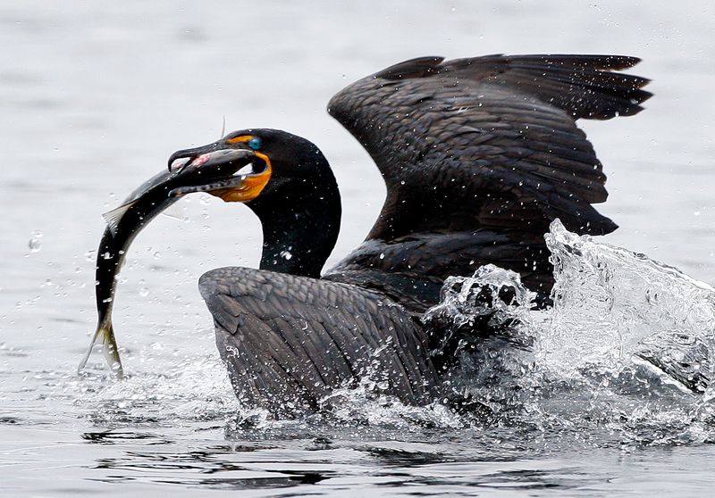 A Haven for Wildlife