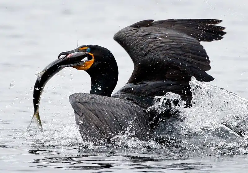 A Haven for Wildlife