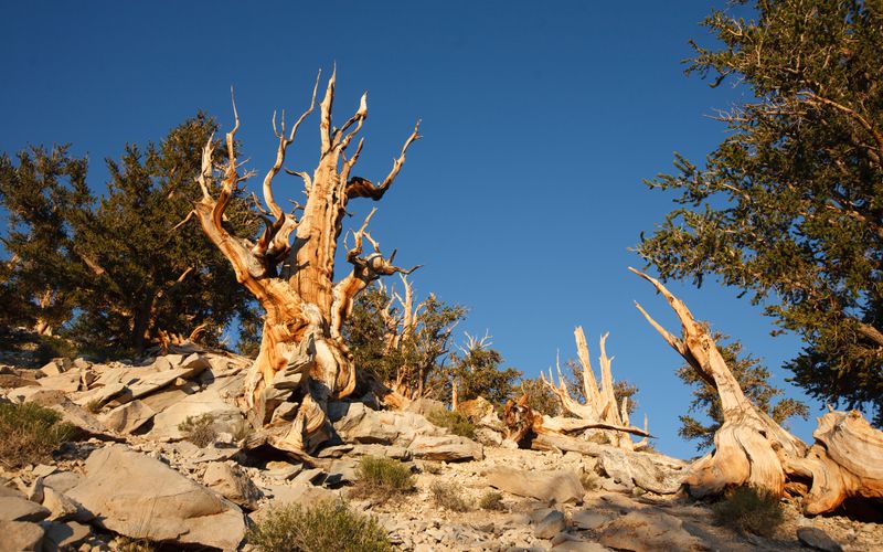 Desert Conditions