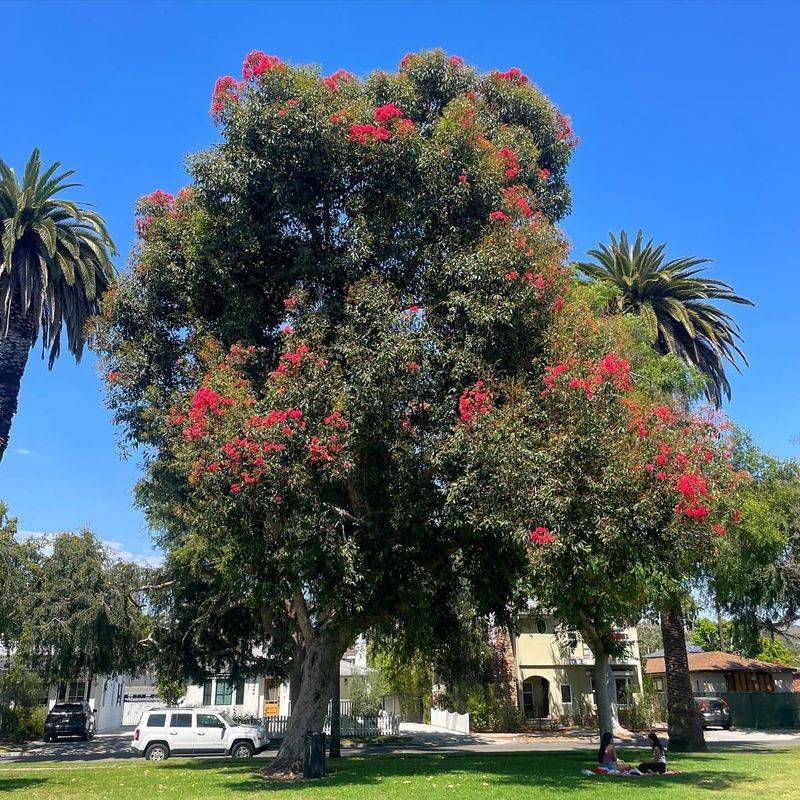 Eucalyptus Canopies in Cloisters Park