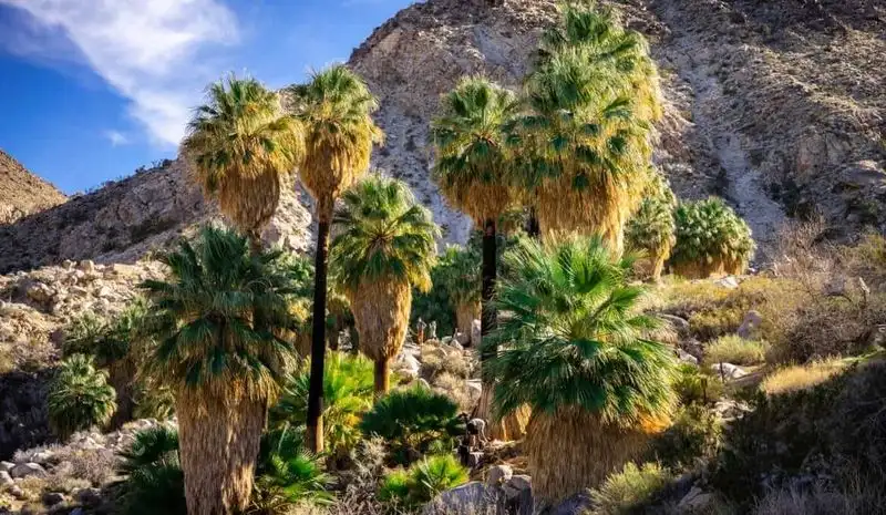 Fortynine Palms Oasis Trail