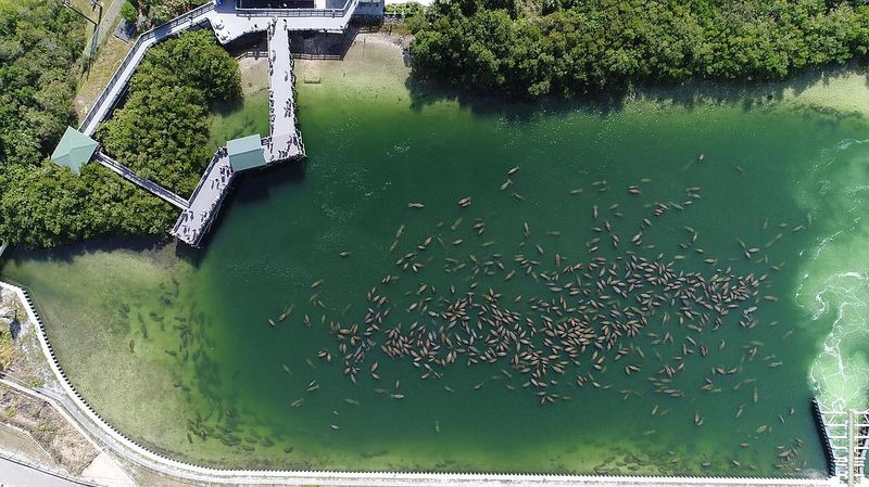Manatee Viewing Center