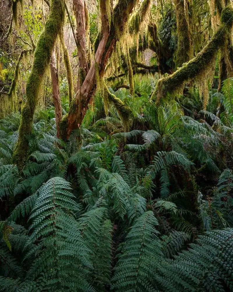 The Fern Wanderer: Enjoys Shade and Serenity