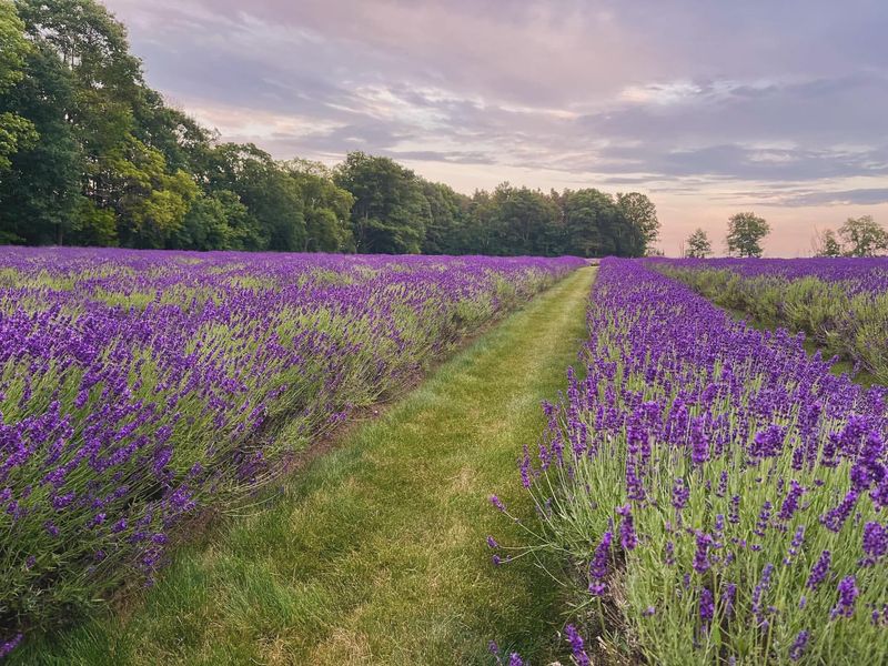 The Lavender Sniffer: Chooses Comfort Over Adventure