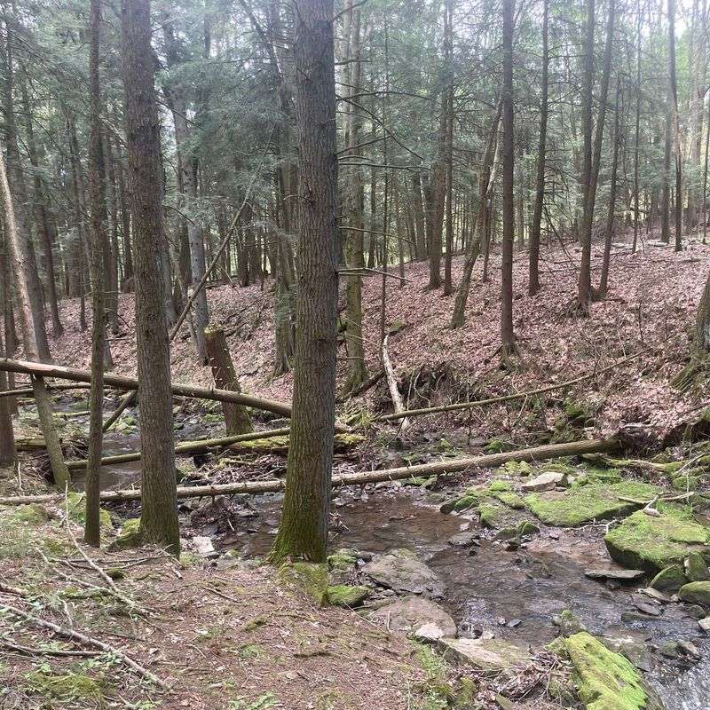Old-Growth Hemlocks Along the Warm Springs Mountain Preserve