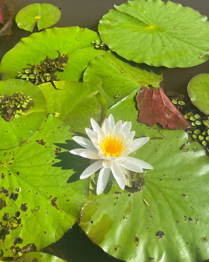 Water Lilies in Decorative Ponds and Waterways