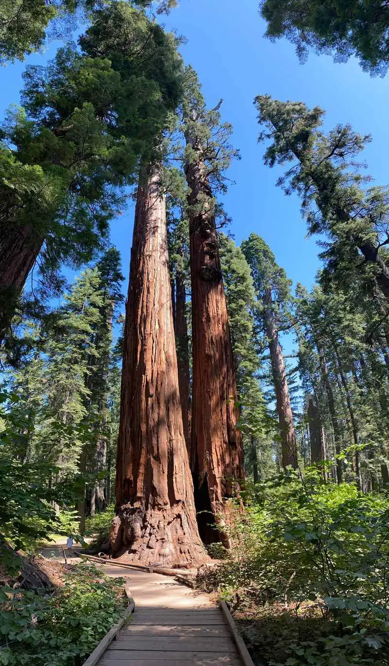 Giant Sequoias That Tower Over the Trail