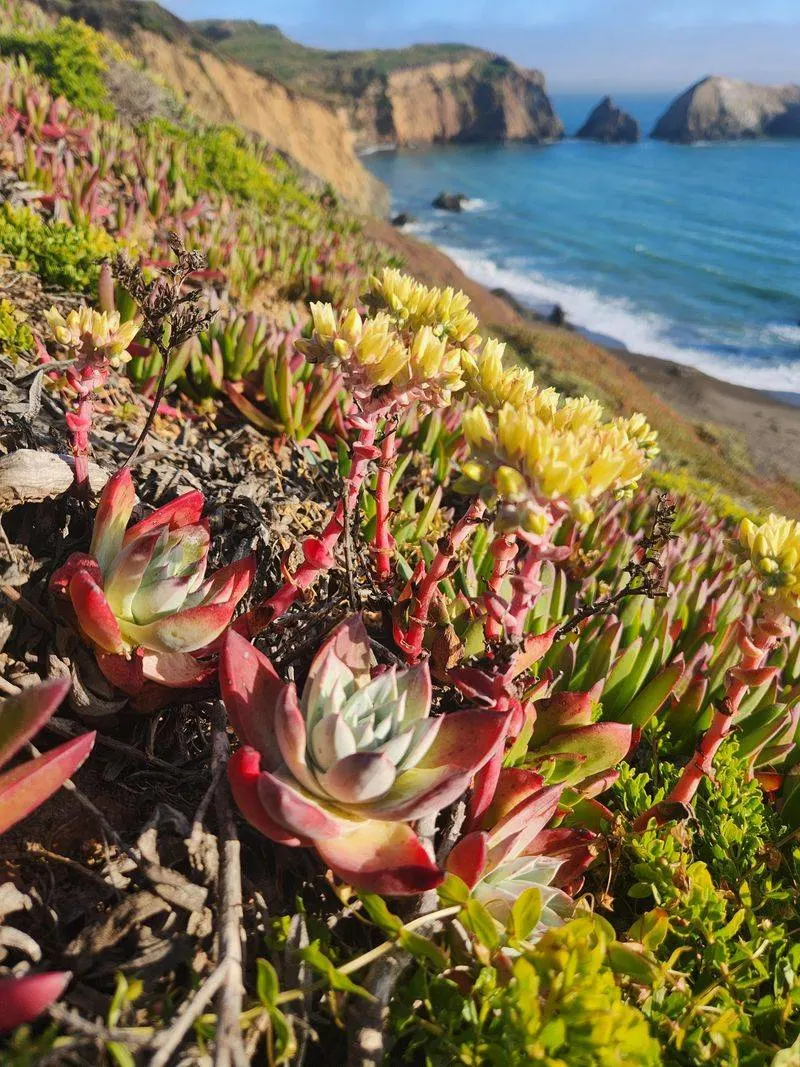 Ice Plant on the Bluffs