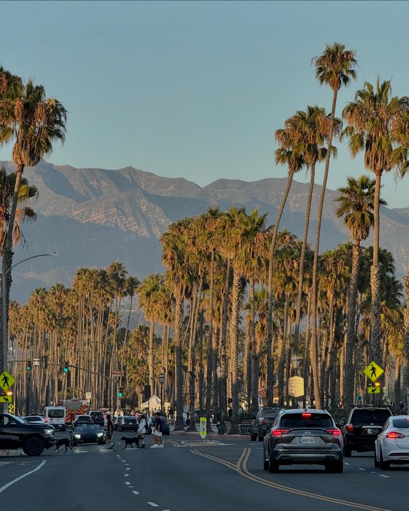 Date Palms Lining State Street