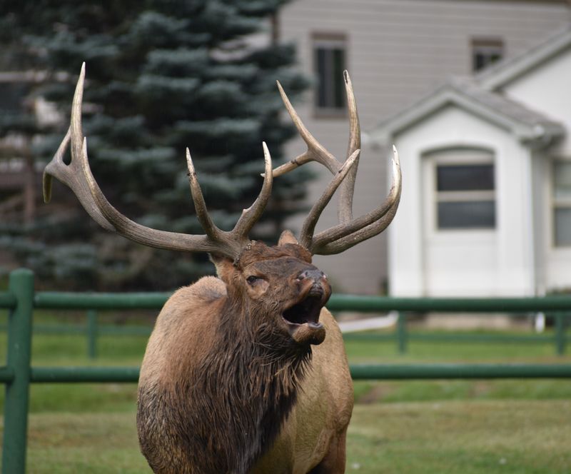 Daily Elk Sightings