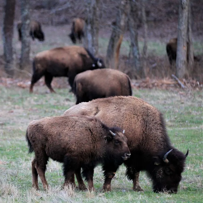 Elk and Bison Prairie: Wildlife Up Close