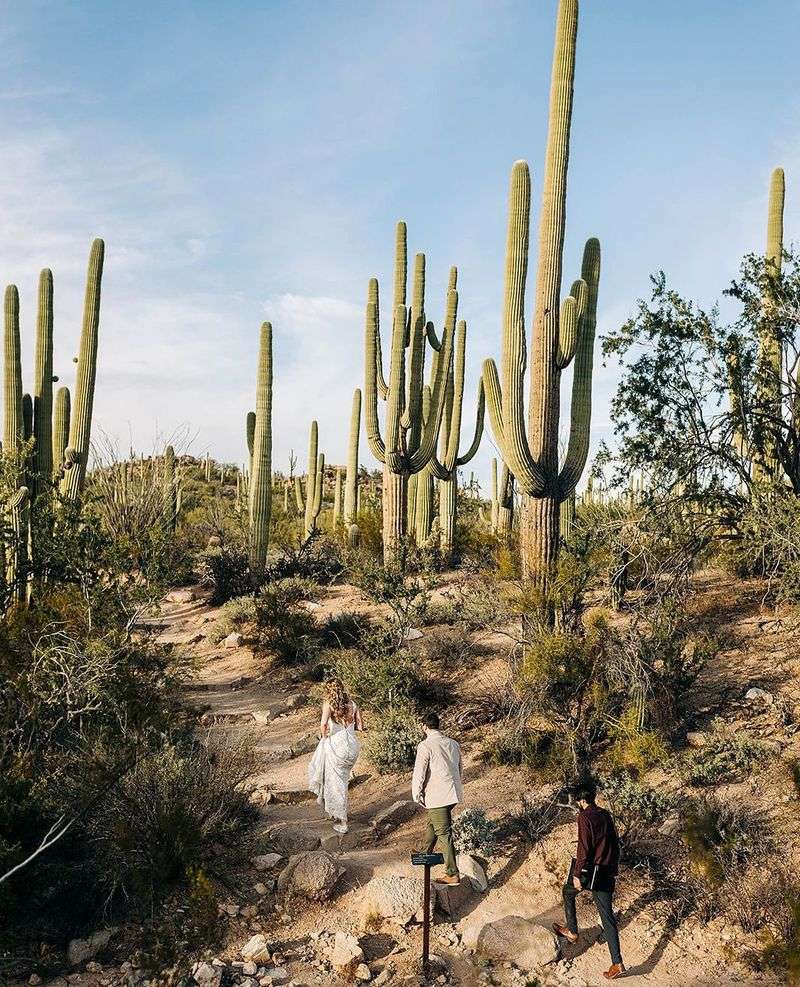 Saguaro Cacti: Silent Sentinels of the Desert