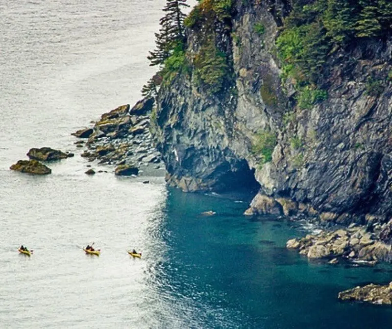 Sitka Spruce Along the Coastal Forests