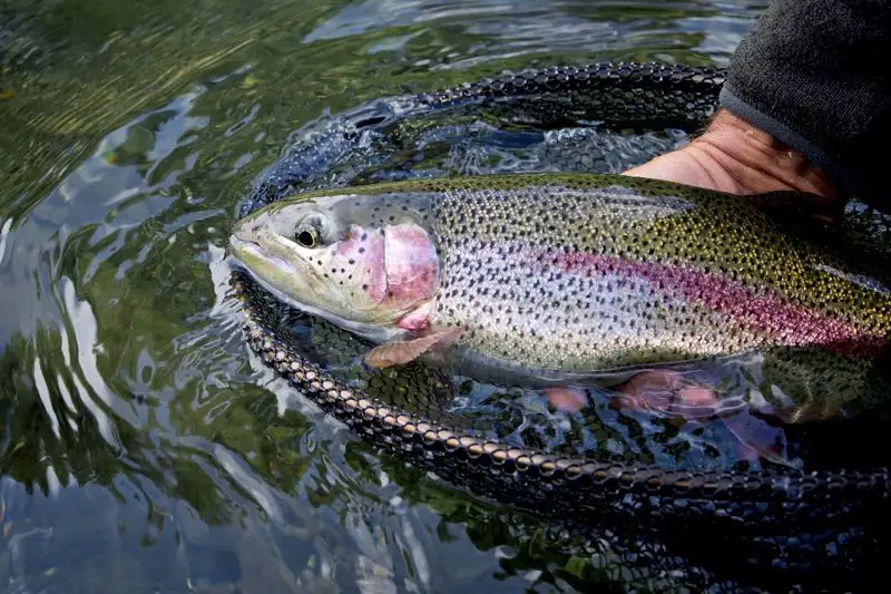 Fly Fish the Legendary Henrys Fork of the Snake River
