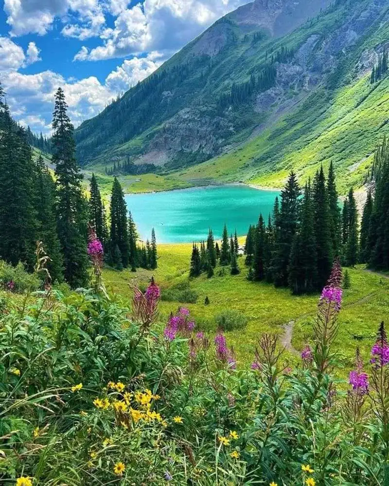 Alpine Plants at Rocky Mountain National Park, Colorado