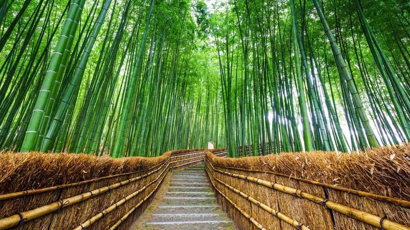Kyoto’s Arashiyama Bamboo Grove