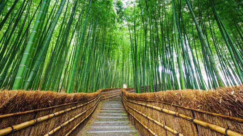 Kyoto’s Arashiyama Bamboo Grove