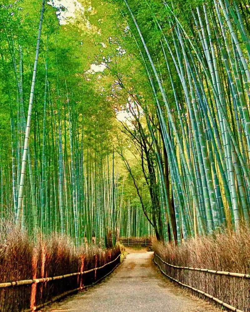 Kyoto’s Arashiyama Bamboo Grove, Japan