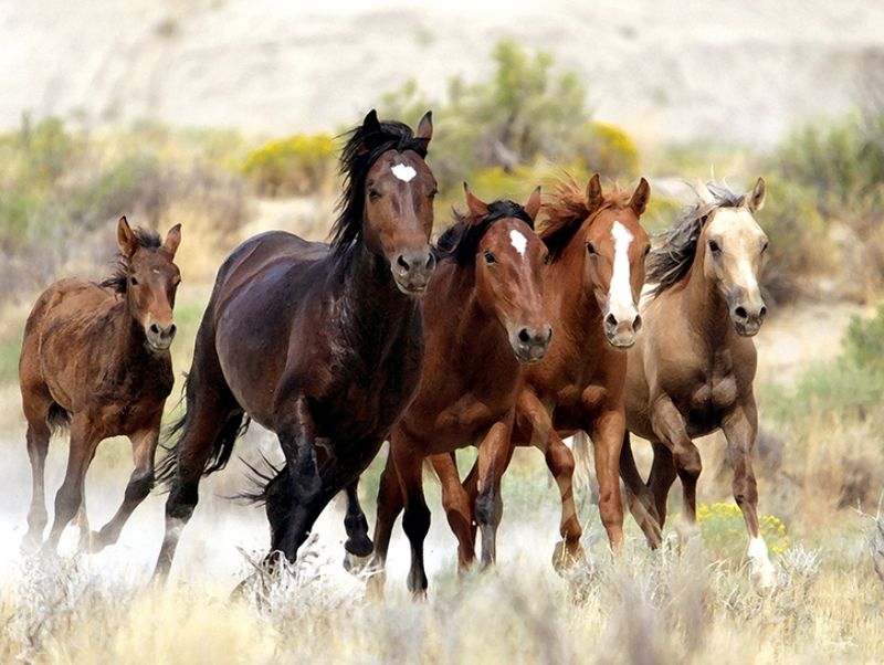 Drive the Pilot Butte Wild Horse Scenic Loop